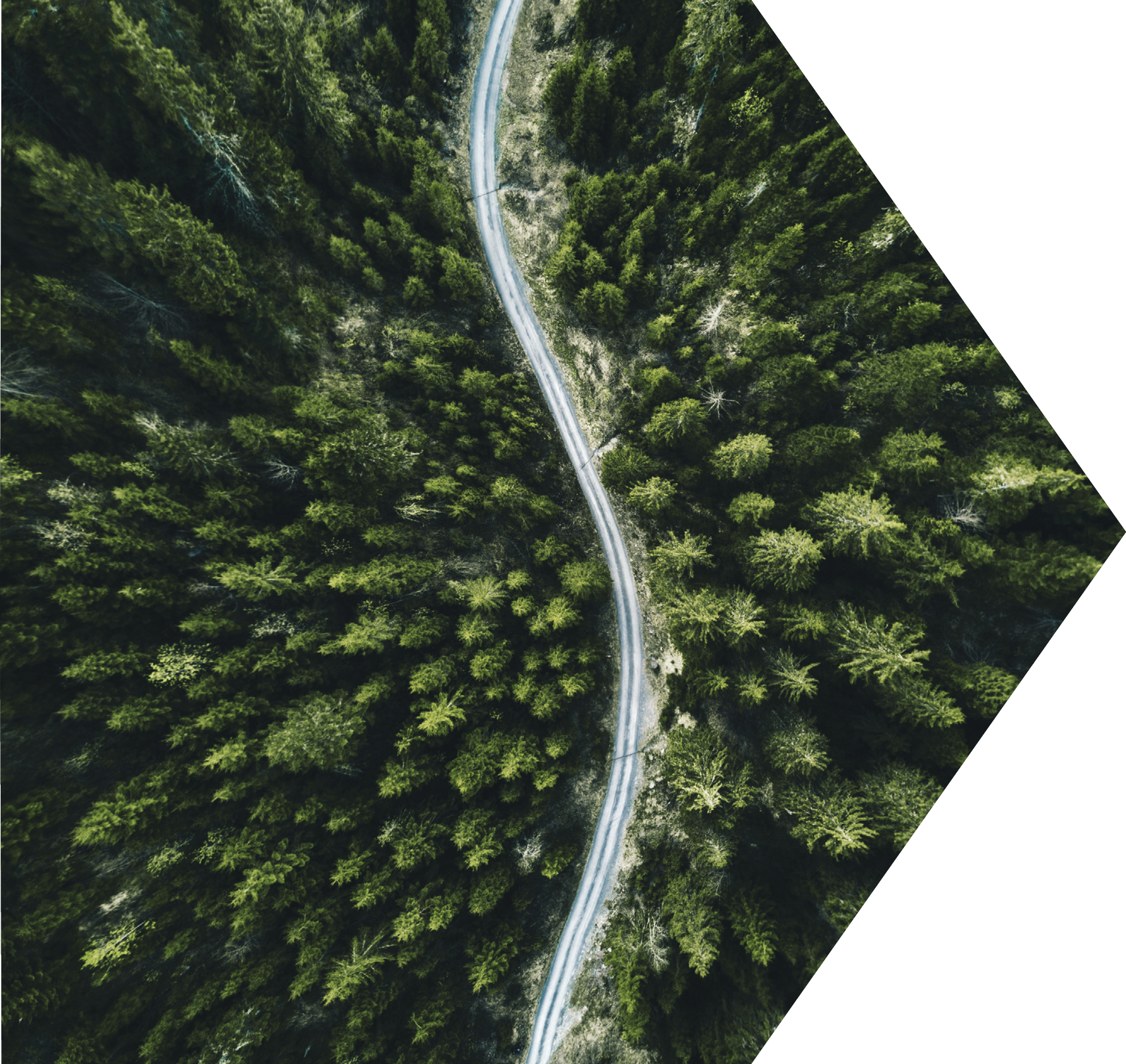 coniferous tree forest aerial view in north america